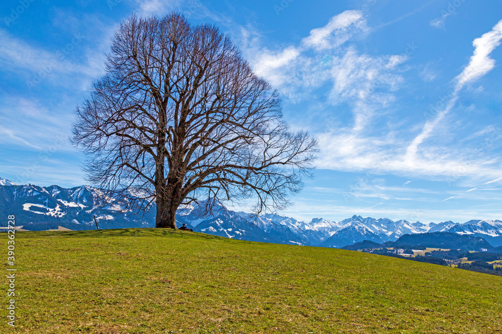 Allgäu - Linde - Frühling - Ofterschwang - Alpen - Bergkette Allgäu - Linde - Frühling - Ofterschwang - Alpen - Bergkette