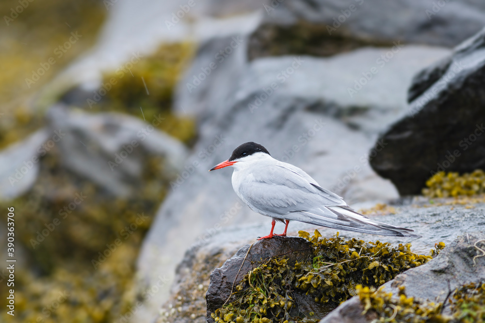 Common Tern - Sterna hirundo, beautiful white and black tern from European fresh water and sea coasts, Shetlands, Scotland, United Kingdome. Common Tern - Sterna hirundo, beautiful white and black tern from European fresh water and sea coasts, Shetlands, Scotland, United Kingdome.