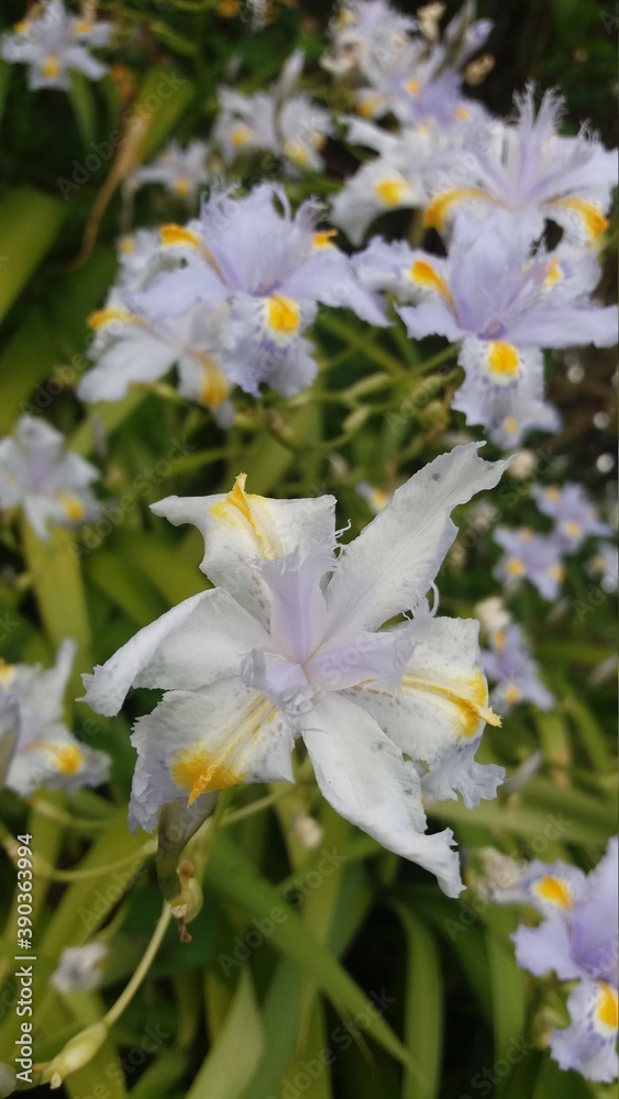 flowers in the garden