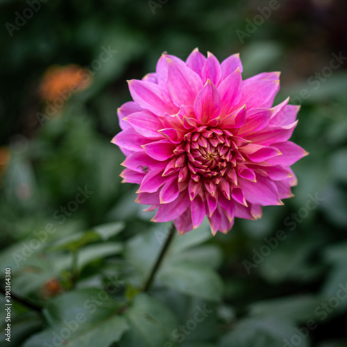 pink dahlia flower