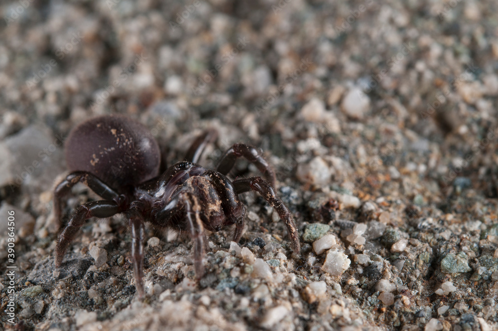 Purse web spider (Atypus affinis), Italy.