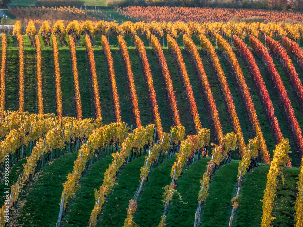 Fototapeta premium Weinberge im Herbst