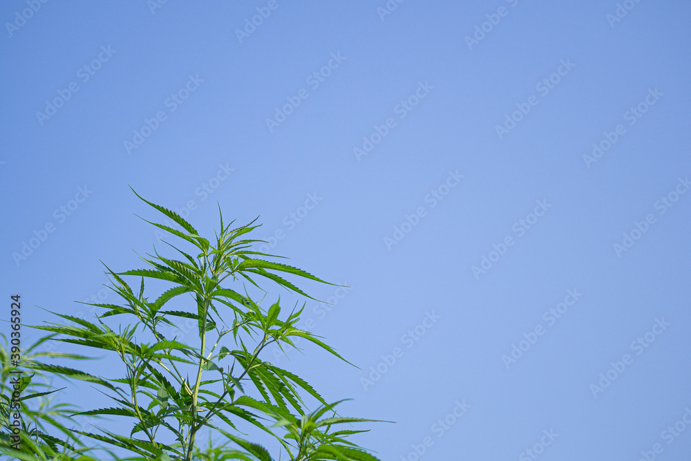 Close-up of marijuana green leaves swaying in the wind with the sky background. The texture of marijuana leaves. Concept of cannabis plantation for medical