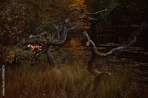 Stare pochylone drzewo w wodzie, jesień, blisko lasu.