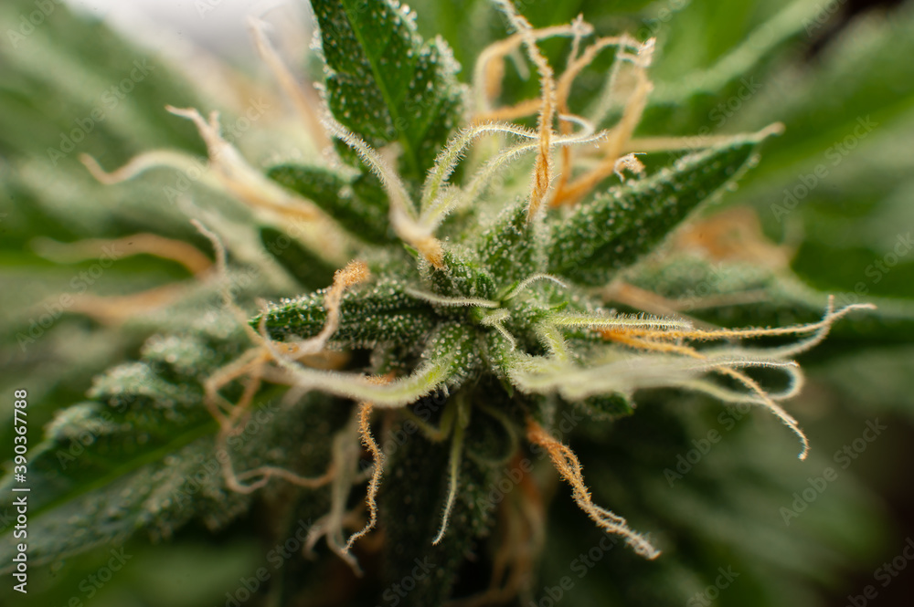 Close-up Green plant of marijuana. Legal cannabis cultivation. Medical indica with CBD Close-up Green plant of marijuana. Legal cannabis cultivation. Medical indica with CBD