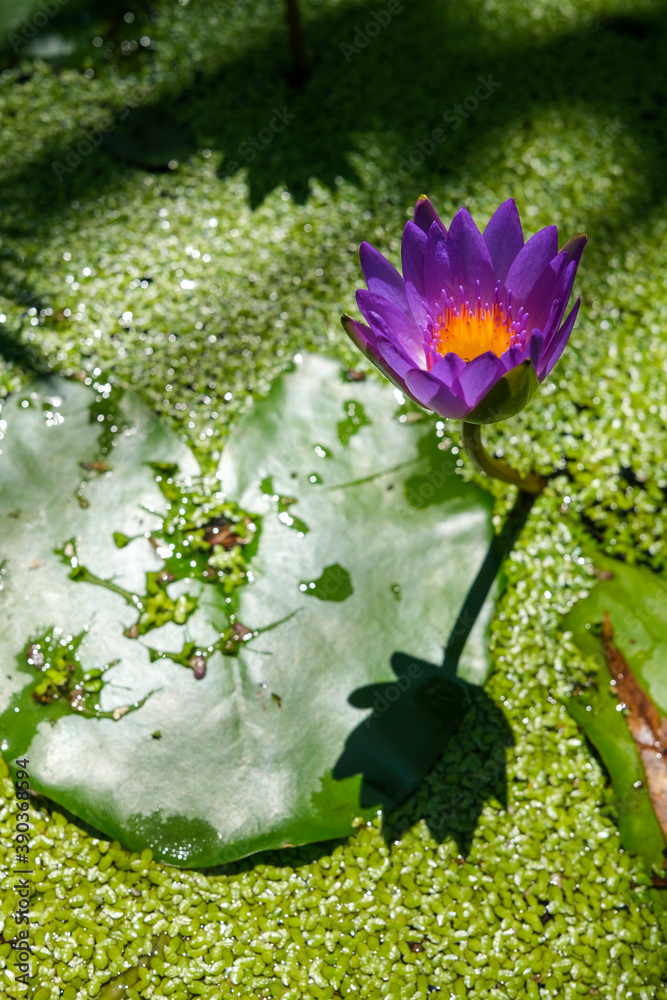 Nymphaea nouchali also known as Nymphaea stellata, or blue lotus