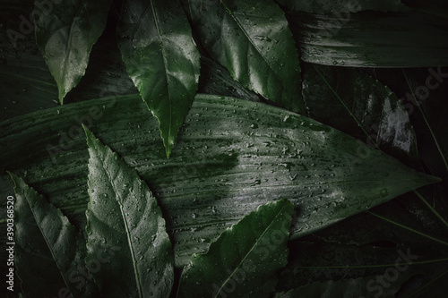 Fototapeta Naklejka Na Ścianę i Meble -  tropical jungle background. fresh wet green leaves