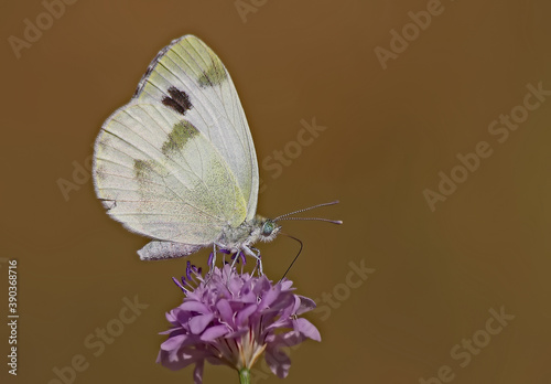 The White Angel of the Kuruperin ; Pieris krueperi photo