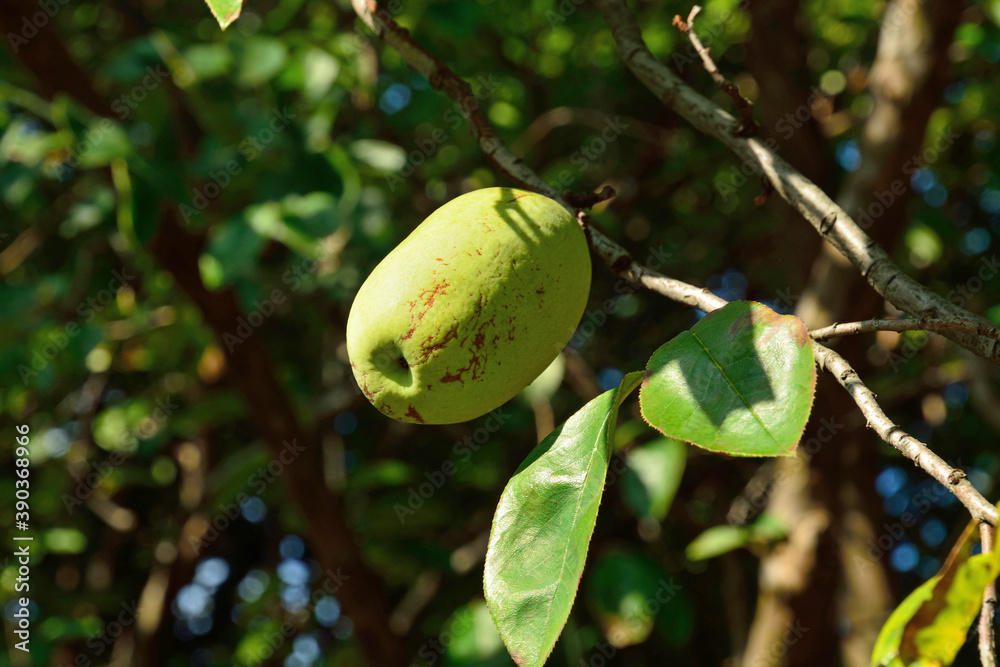 Obraz premium 樹木・カリン バラ科