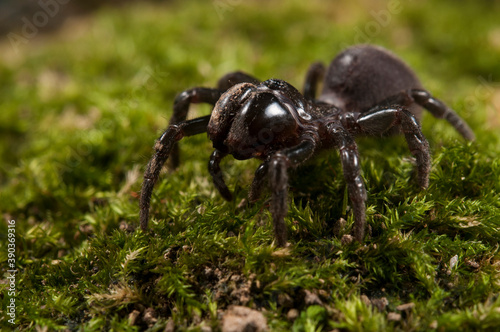 Purse web spider (Atypus affinis), Italy.