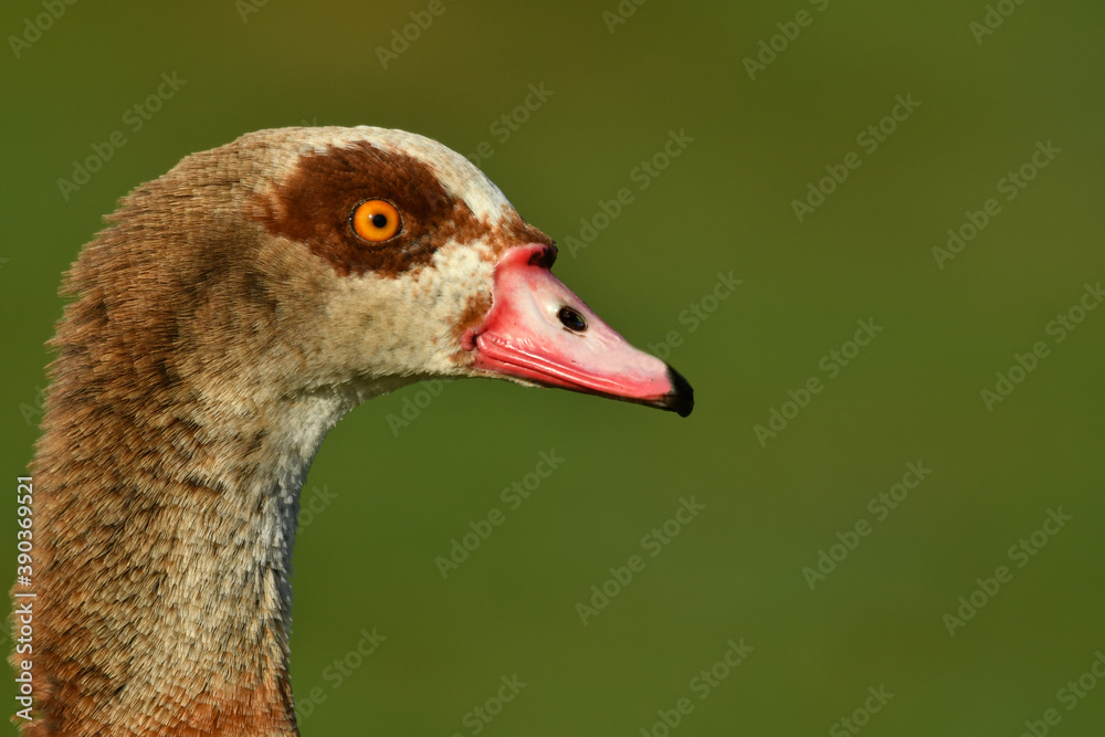 The Egyptian goose close up portrait The Egyptian goose close up portrait