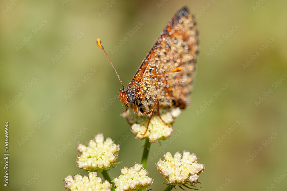 Butterfly water droplets, Nymphalidae Melitaea didyma perched on top of a flower. Butterfly water droplets, Nymphalidae Melitaea didyma perched on top of a flower.