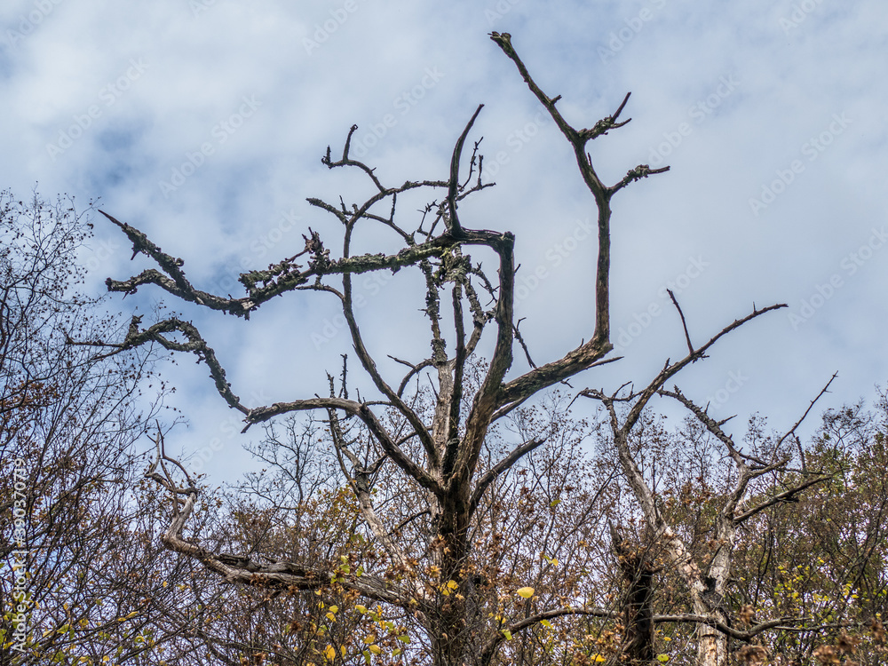 Abgestorbener Baum