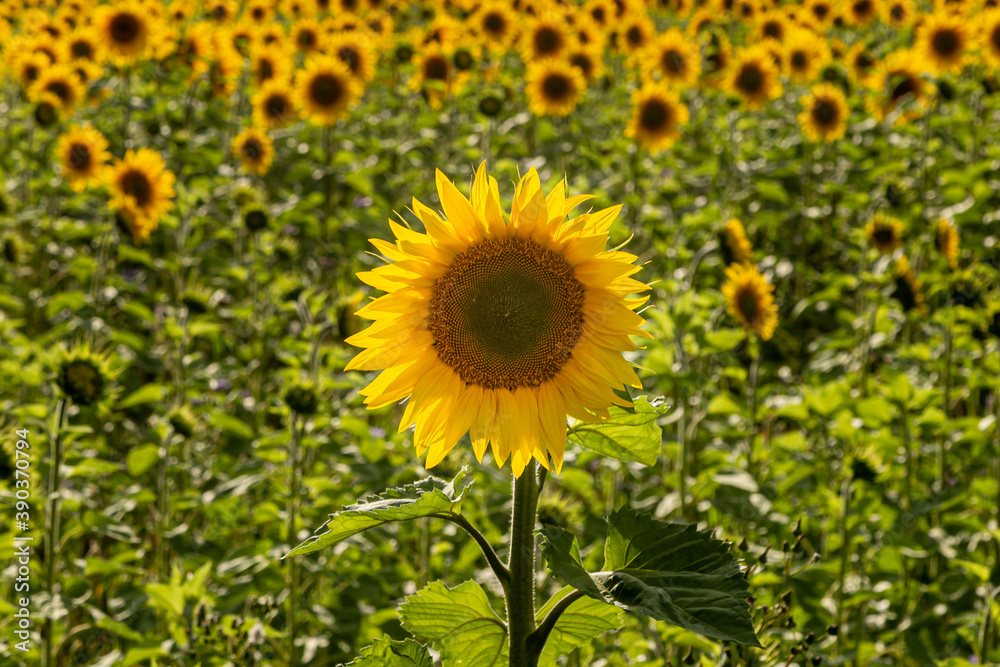 A close up of a yellow sunflower in a field in Sussex A close up of a yellow sunflower in a field in Sussex