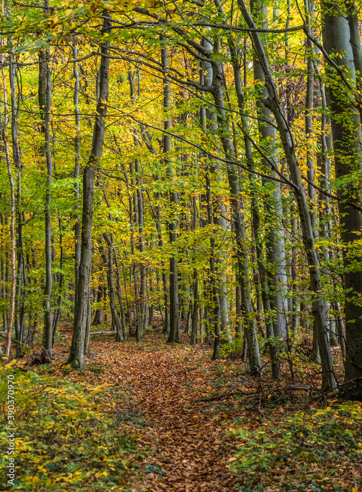 Fototapeta premium Waldweg im Herbst