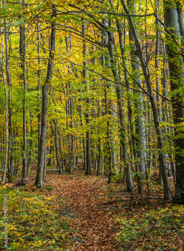 Waldweg im Herbst