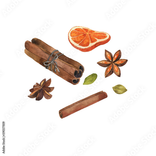 Set of winter spices. Cinnamon, cardamon, dry citrus and anise star. Hand drawn watercolor illustration.