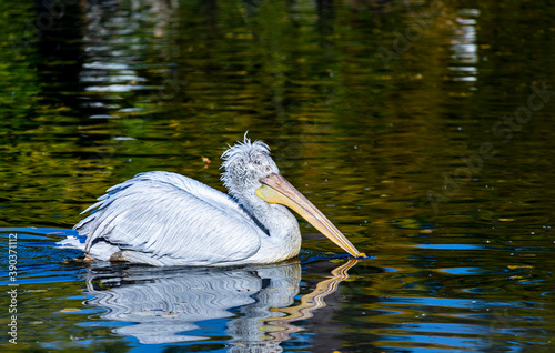 Great white pelican - Pelecanus onocrotalus. Also known as the eastern white pelican, rosy pelican is a bird in the pelican family. It breeds from southeastern Europe through Asia and and Africa.