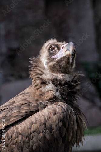 Cinereous Vulture  Aegypius monachus 