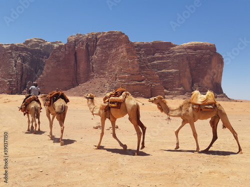 camel in the desert © Lidia