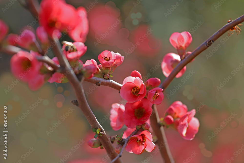 Japanese quince, spring branch ; Chanomeles japonica Japanese quince, spring branch ; Chanomeles japonica