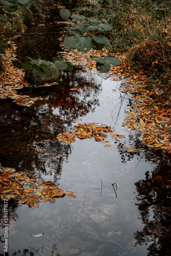 Fototapeta Naklejka Na Ścianę i Meble -  autumn landscape in the forest