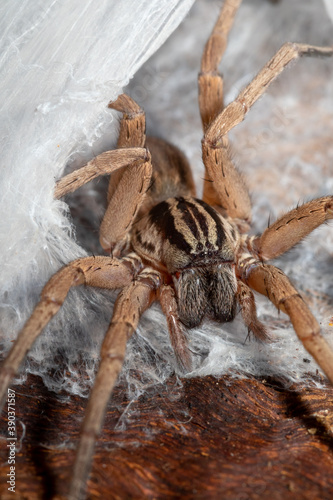 Miturga species, known as prowling spiders, at the entrance of its webbed burrow. This genus of ground-dwelling spider common to eucalyptus forests across much of Australia