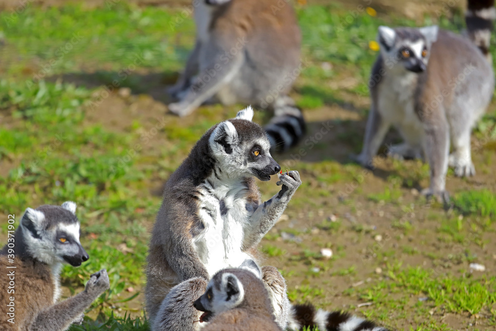 Fototapeta premium Ring-tailed Lemur ; Lemur catta