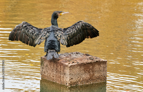 Kormoran im Stadwald Koeln, NRW, Germany