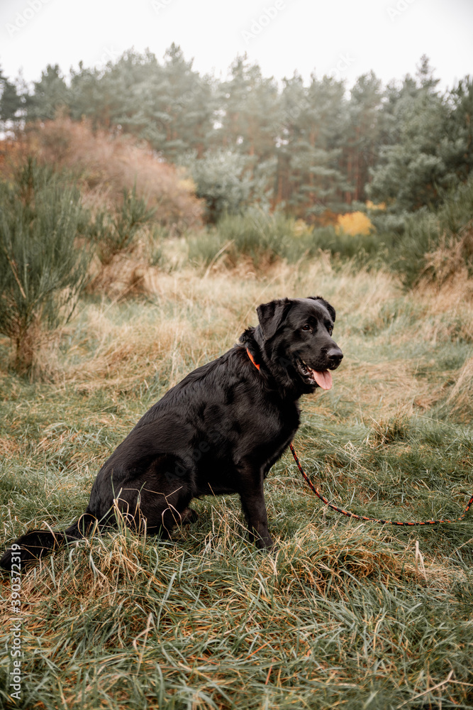 Black labrador dog on a walk in the forest Black labrador dog on a walk in the forest