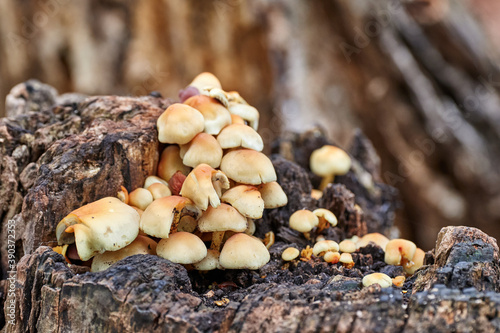 Pilze auf Baumstumpf im Stadwald Koeln, NRW, Germany
