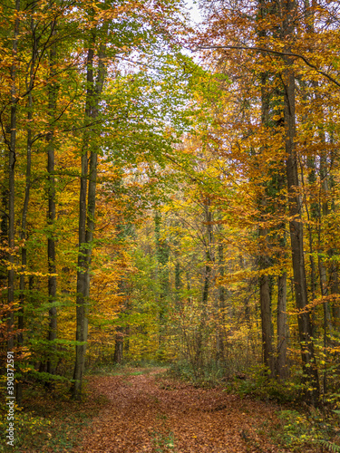 Waldweg im Herbst © focus finder