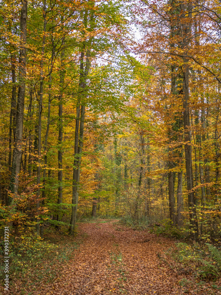 Obraz premium Waldweg im Herbst