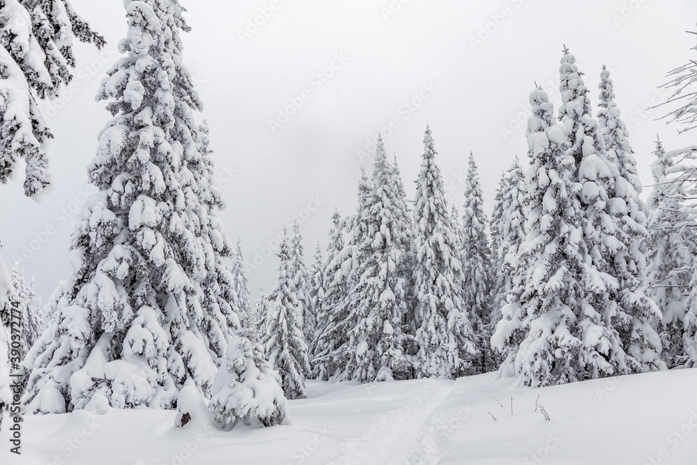 Naklejka premium Winter landscape. Zyuratkul national Park, Chelyabinsk region, South Ural, Russia