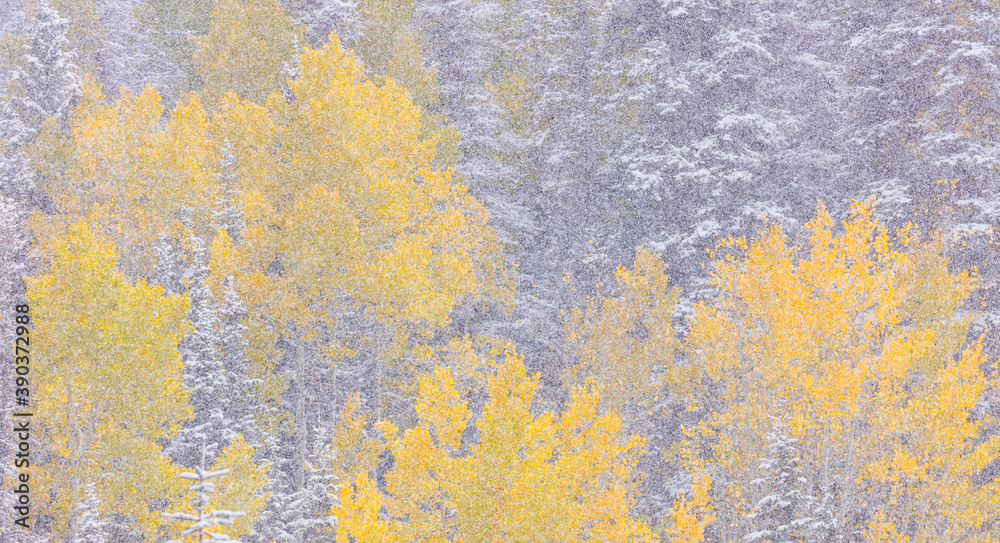 Obraz premium Snowing in the forest. Autumn. Big Cottonwood Canyon, Wasatch Range, Salt Lake City, Utah, Usa, America