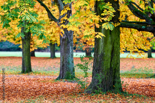 Bäume im Herbst im Stadtwald Koeln, NRW, Germany