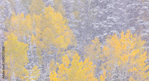 Snowing in the forest.  Autumn. Big Cottonwood Canyon, Wasatch Range, Salt Lake City, Utah, Usa, America