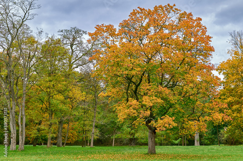Herbst im Stadtwald Koeln, NRW, Germany