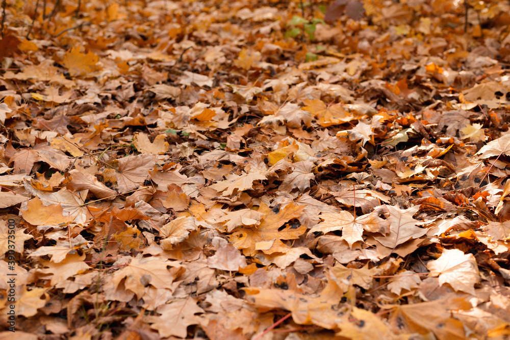 Black patch on the leaves of the maple. The disease is caused by the fungus Rhytisma acerinum. With this disease, large, round, black, slightly convex spots with a yellowish-green border are formed.