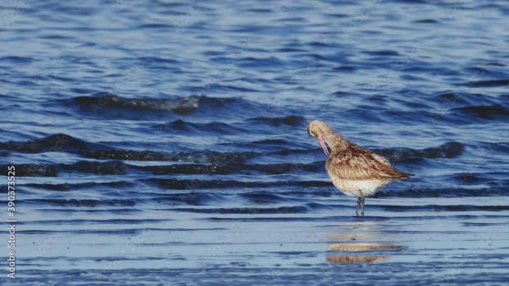 羽繕いするオオソリハシシギ(Bar-tailed Godwit) 羽繕いするオオソリハシシギ(Bar-tailed Godwit)