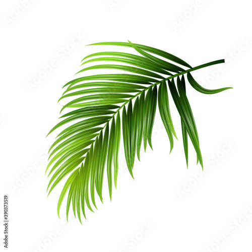 Coconut Tropical Palm Green Leaves Branch Vector. Jungle Forest Coconut Tree Botanical Vegetation Stem. Nature Floral Decoration Plant Foliage Frond Template Realistic 3d Illustration