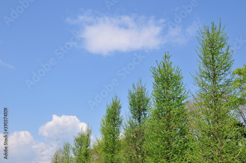 新緑の銀杏並木