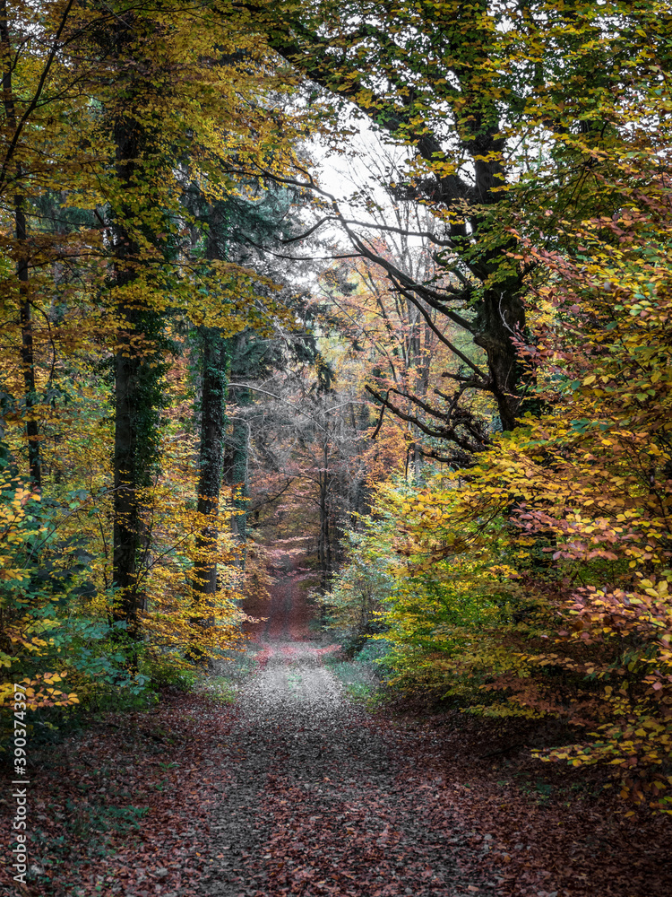 Fototapeta premium Waldweg im Herbst
