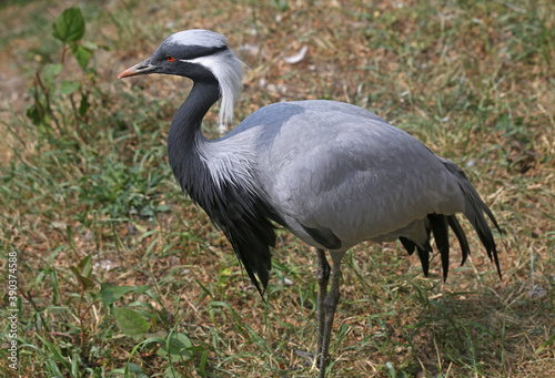 Demoiselle crane in full growth on a background of green grass.
