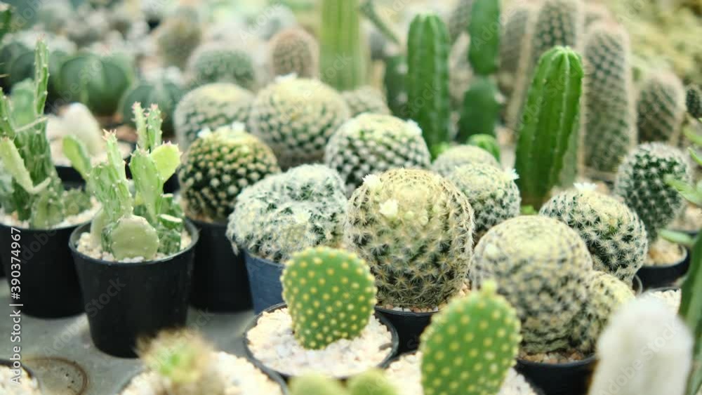 sugar palm leaf, Green prickly cactus top view, on light sunset nature background. Cactuses in the greenhouse. sugar palm leaf, Green prickly cactus top view, on light sunset nature background. Cactuses in the greenhouse.