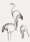 instant sketch, ostriches