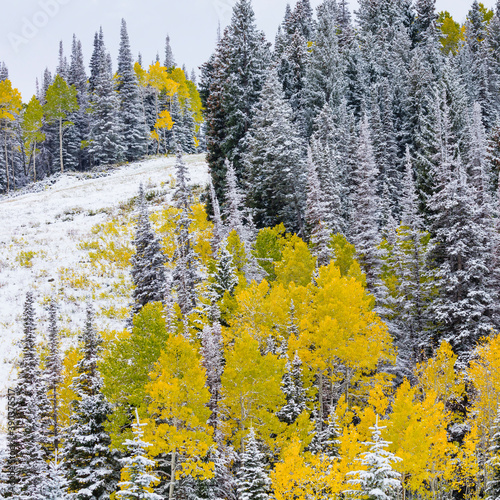 Snowing in the forest.  Autumn. Big Cottonwood Canyon, Wasatch Range, Salt Lake City, Utah, Usa, America photo