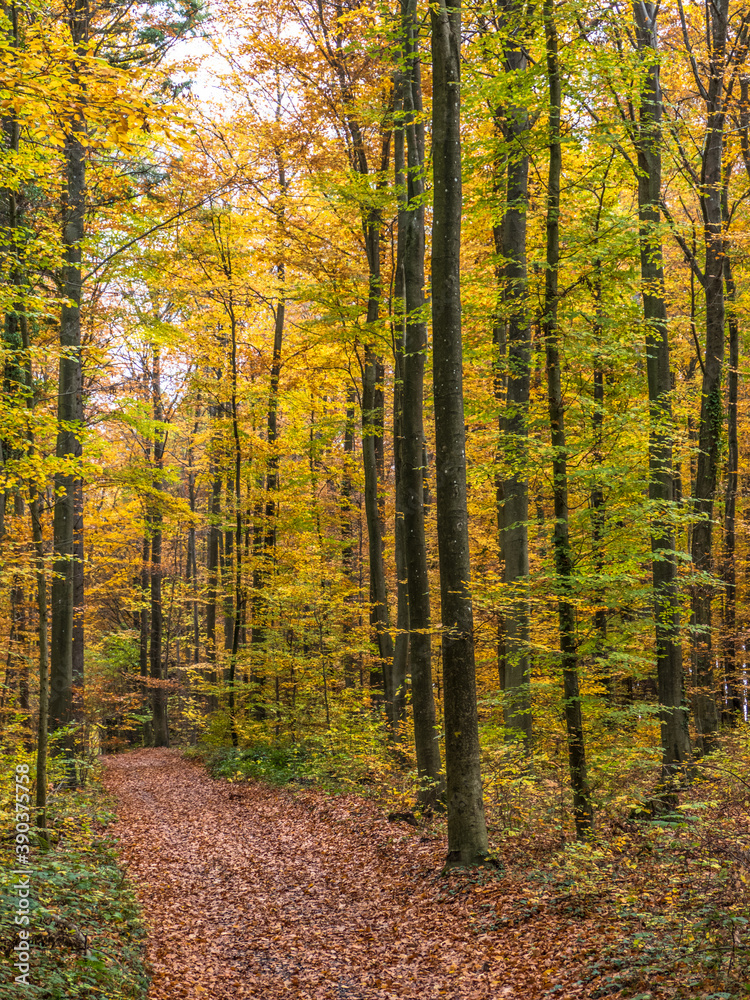 Obraz premium Waldweg im Herbst