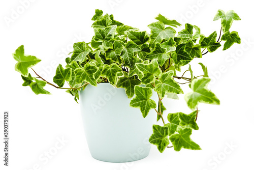 Hedera Helix