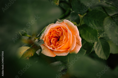 orange rose